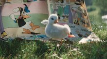 Disneyland Paris Warms Hearts with Adorable Ad, ‘The Little Duck’